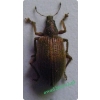 Polydrusus mollis (Stroem, 1768) Obryzg miękki